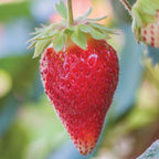Toscana Strawberry