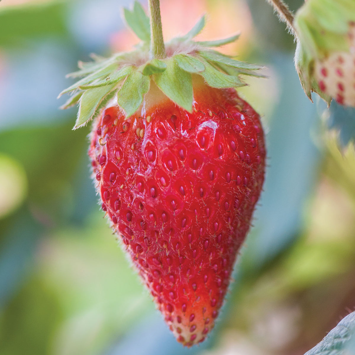 Toscana Strawberry
