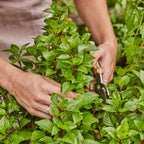 Everleaf Thai Towers Basil