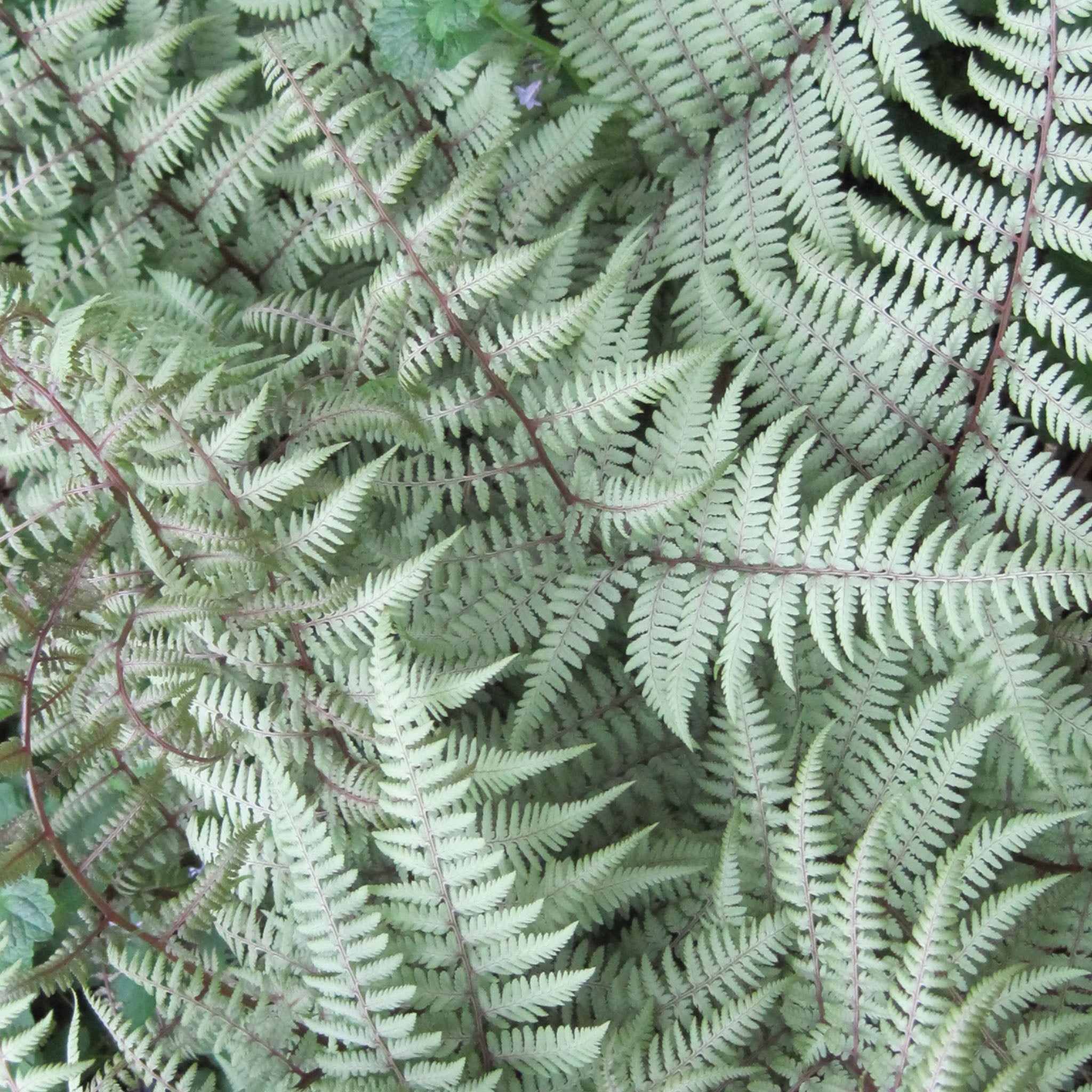 Ghost Athyrium