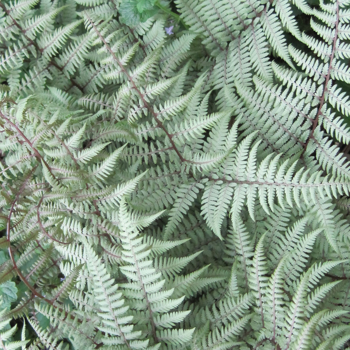 Ghost Athyrium