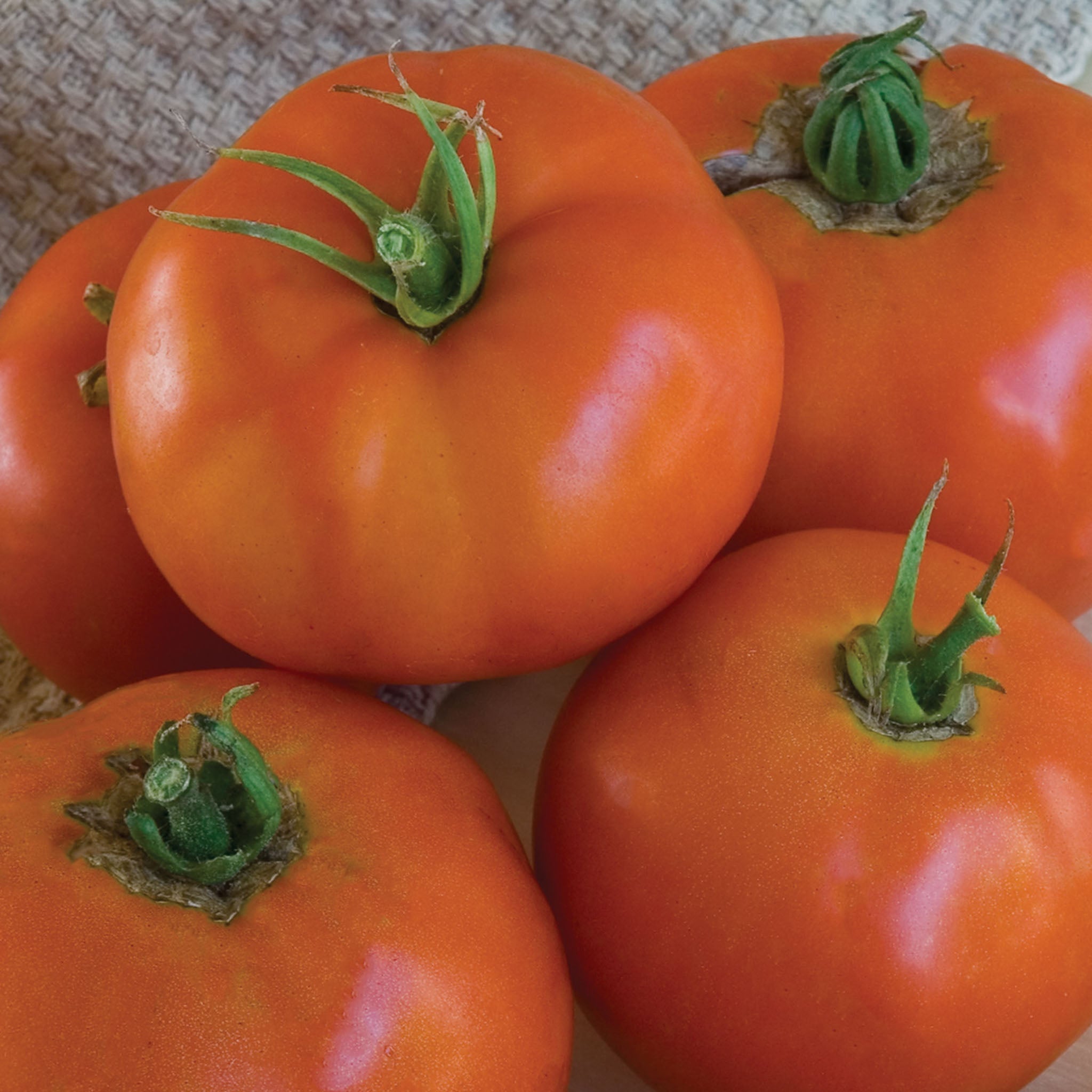 Super Beefsteak Tomato