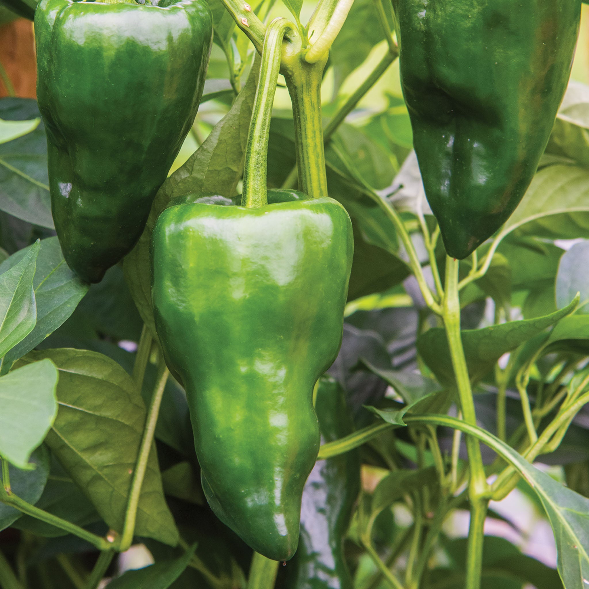 Poblano (Ancho) Hot Pepper