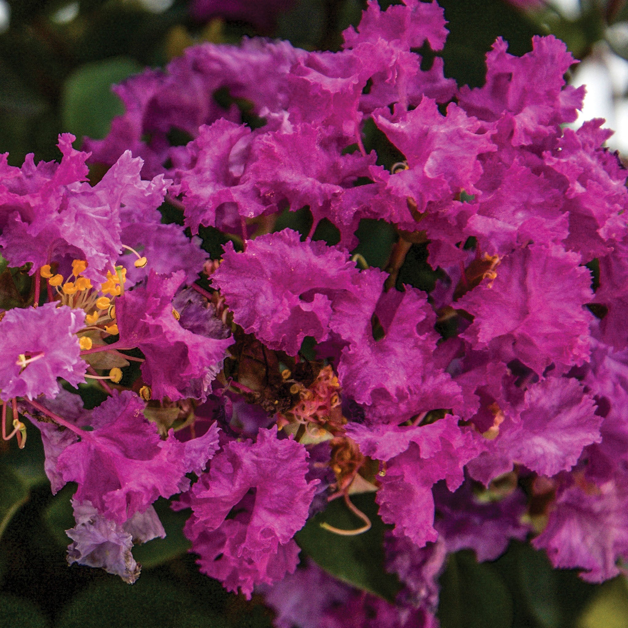 Bellini Grape Crape Myrtle