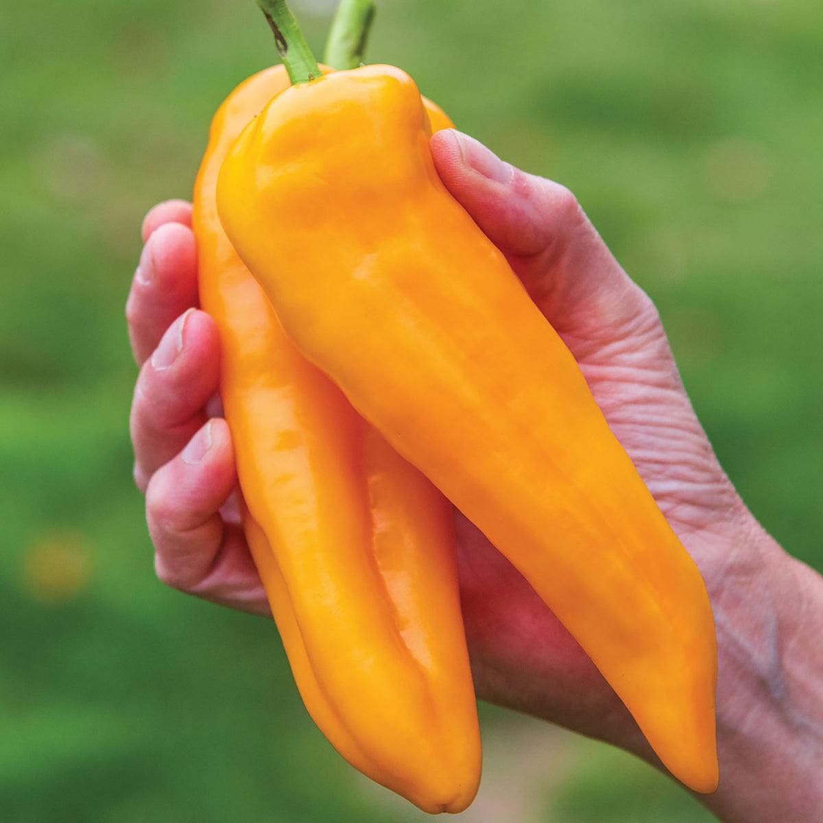 Good as Gold Sweet Pepper