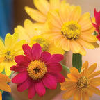 Perennial Mix Wildflowers
