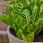Hamberg Lettuce