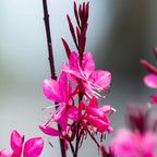 Gambit Gaura