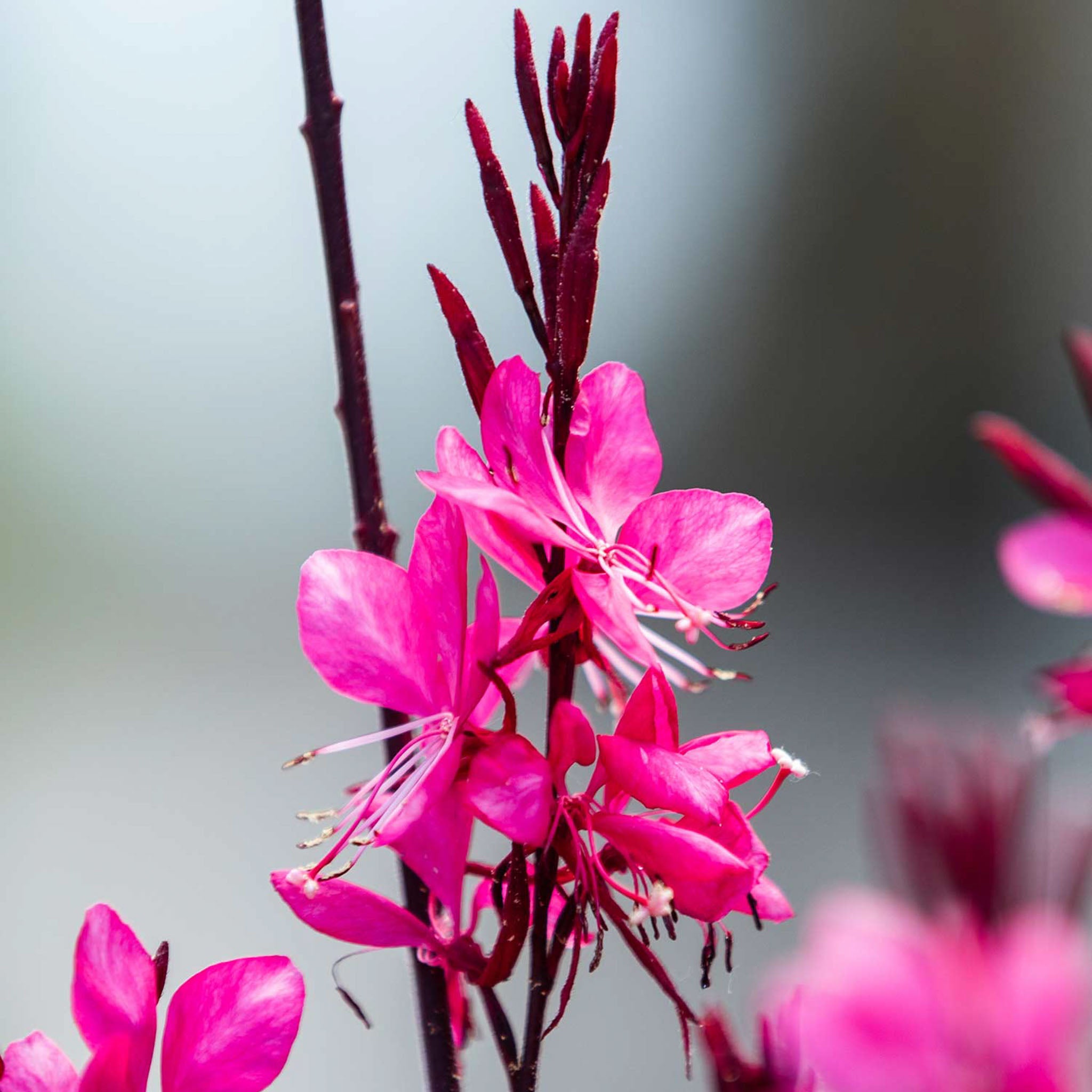 Gambit Gaura