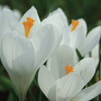Jeanne dArc Crocus Vernus Bulbs