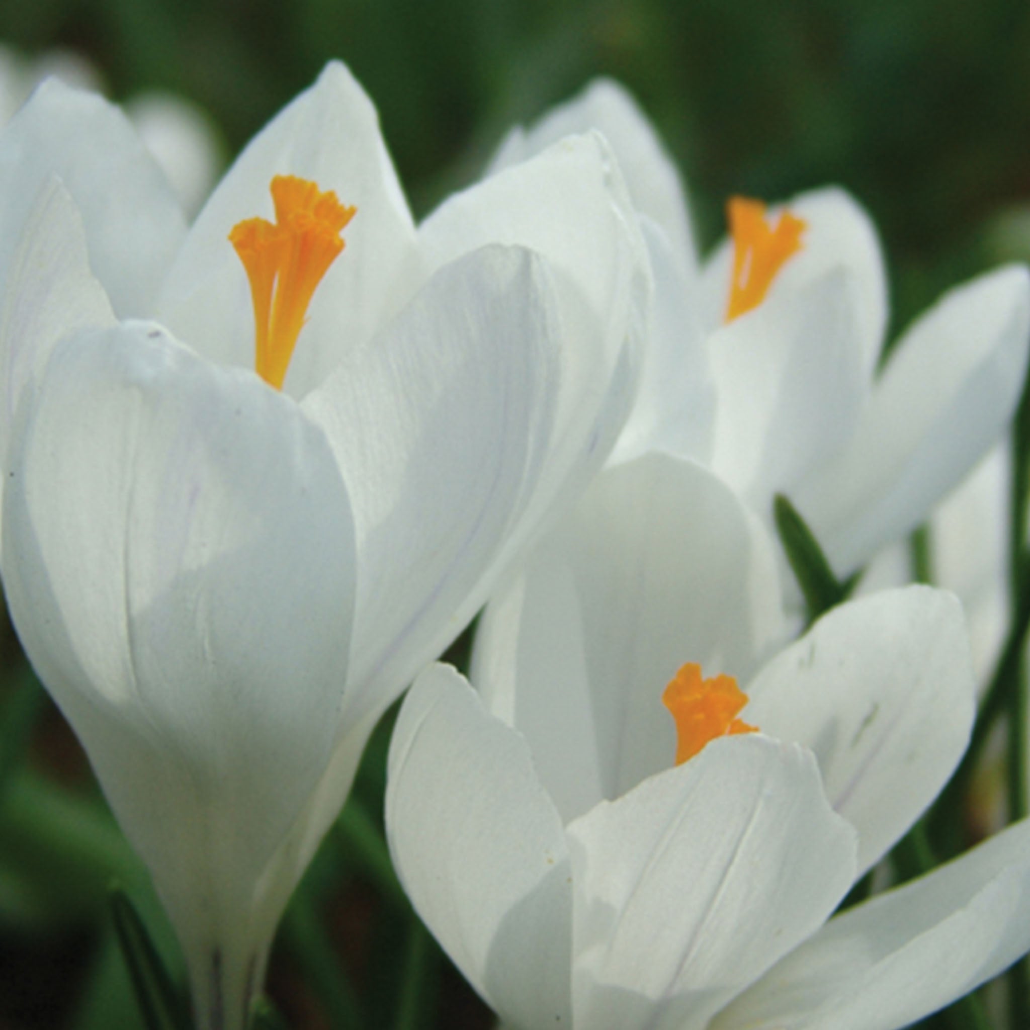 Jeanne dArc Crocus Vernus Bulbs