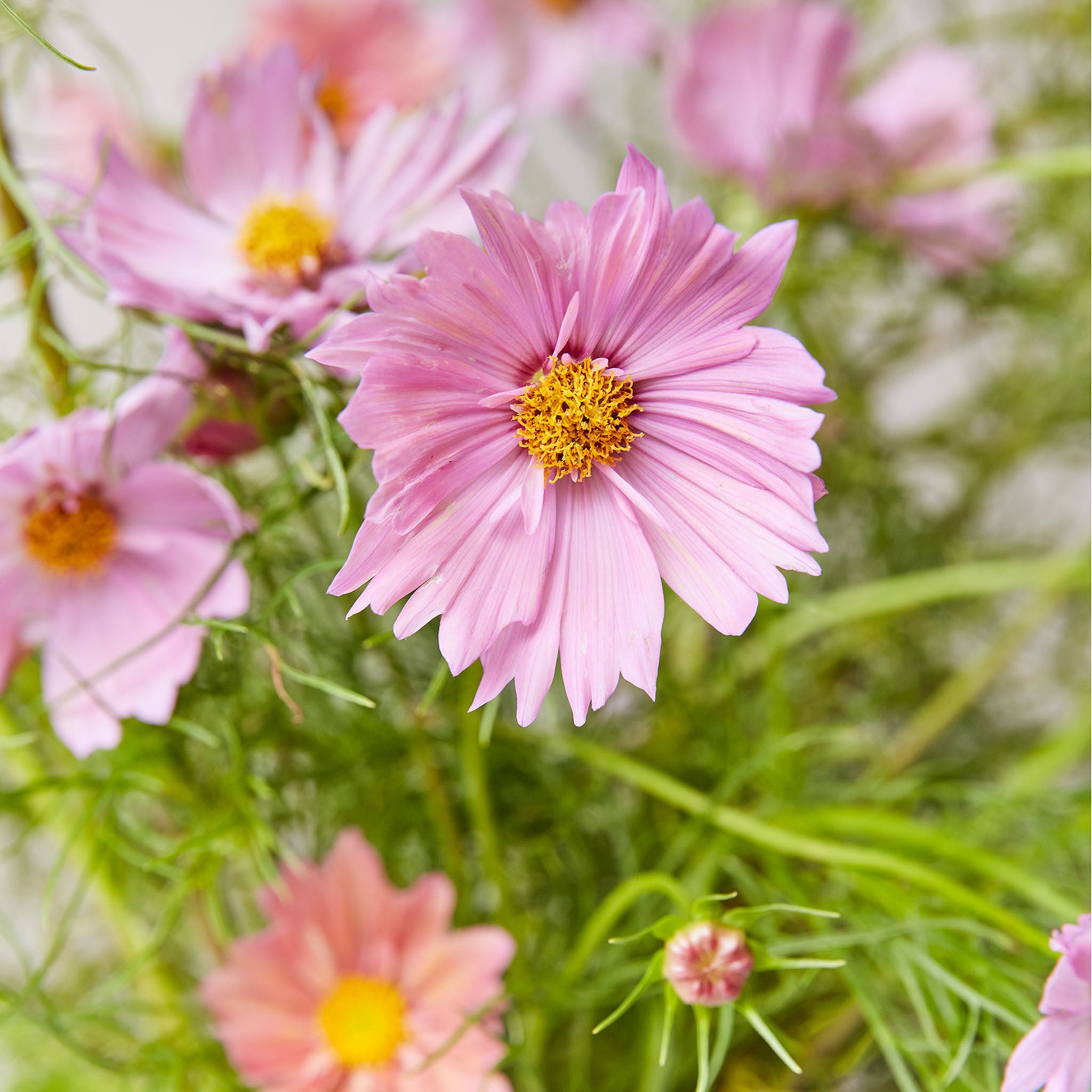 Apricotta Cosmos Bipinnatus