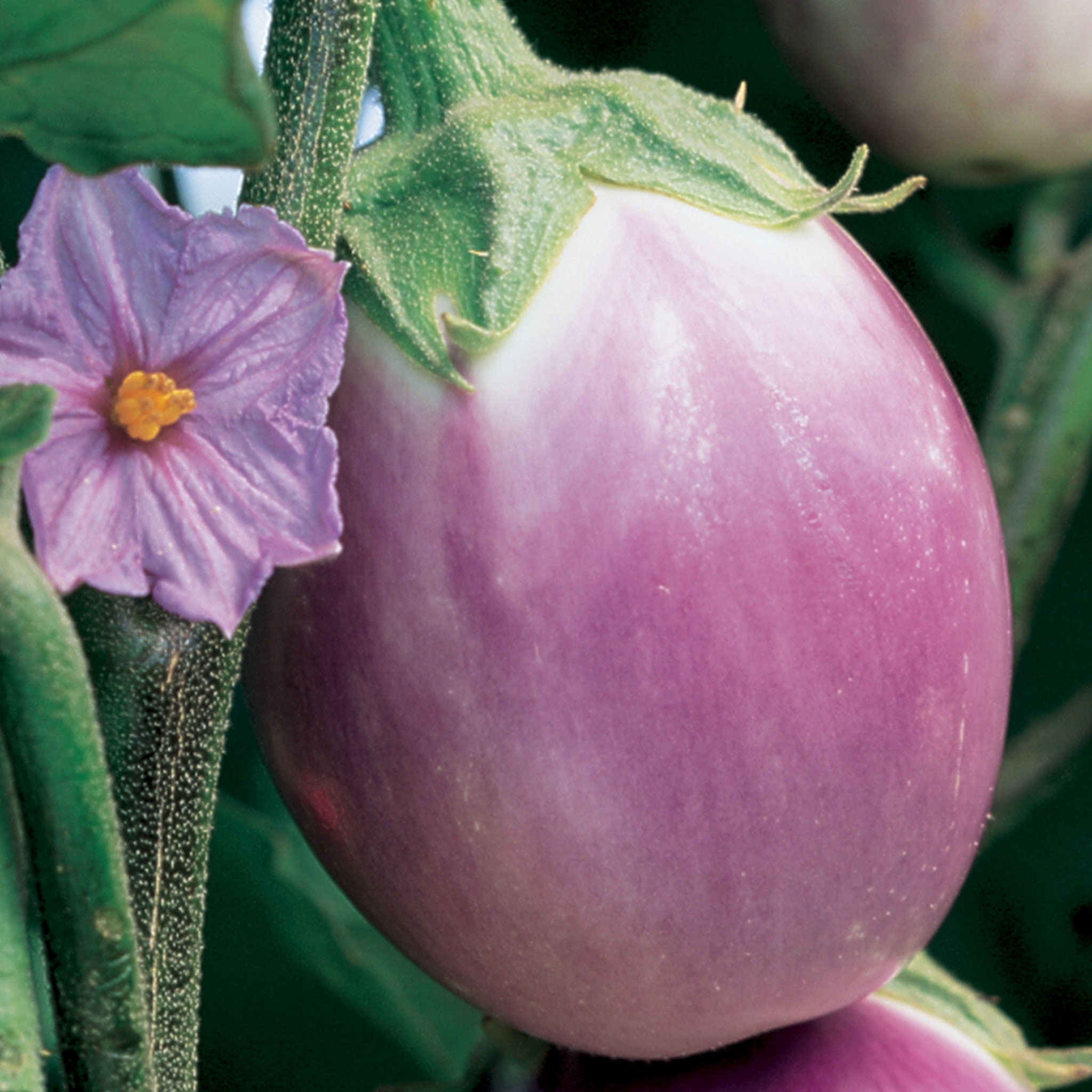Rosa Bianca Eggplant