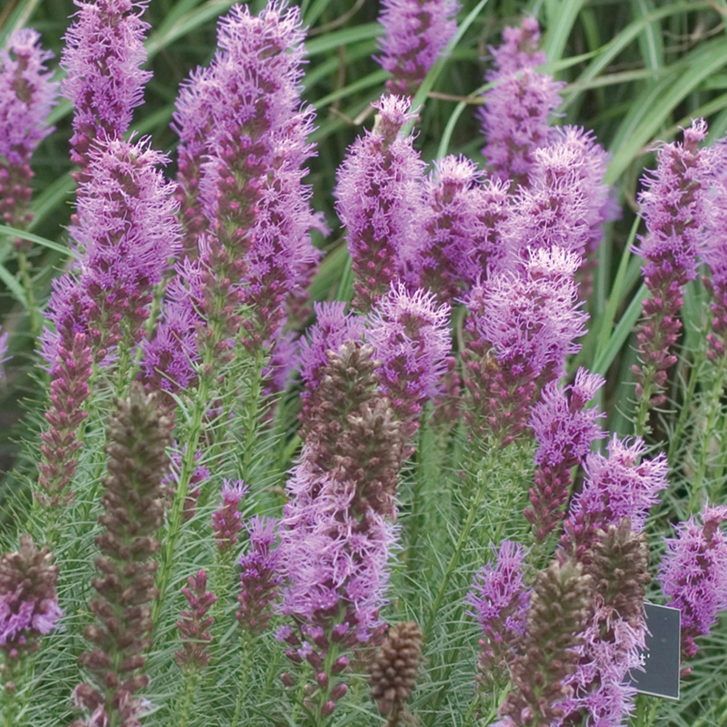 Floristan Violet Liatris Bare Root