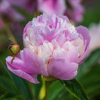 Sorbet Paeonia Bare Root