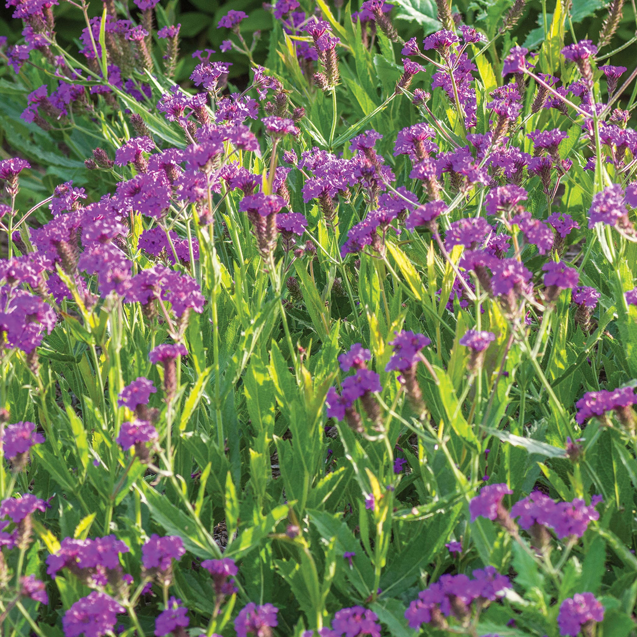 Santos Purple Verbena Rigida