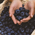 Chandler Blueberry