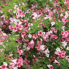 Czechmark Trilogy Weigela