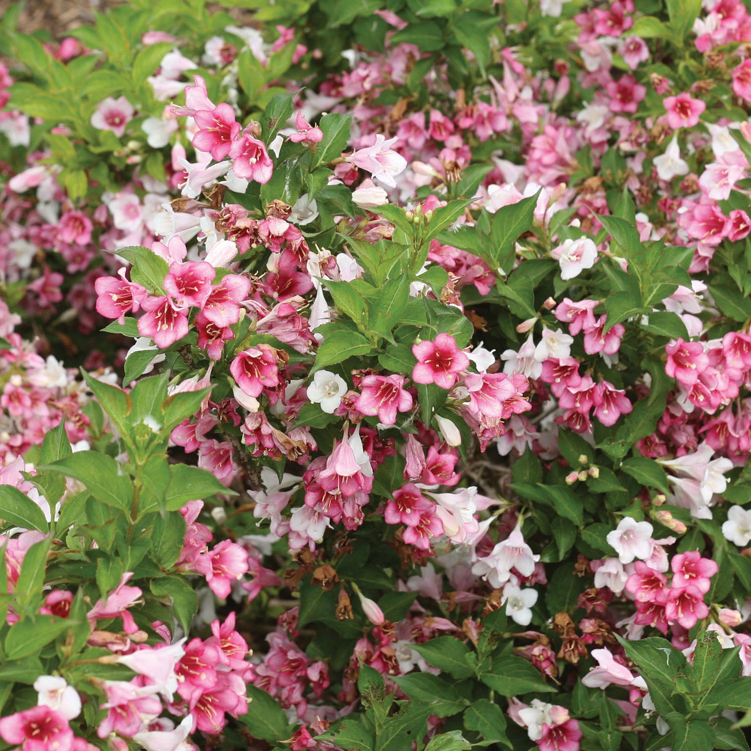 Czechmark Trilogy Weigela