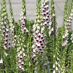 Pams Choice Foxglove