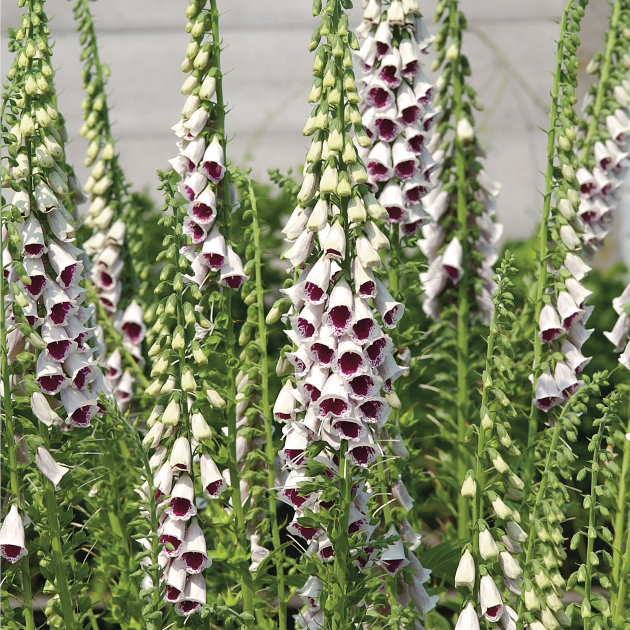 Pams Choice Foxglove