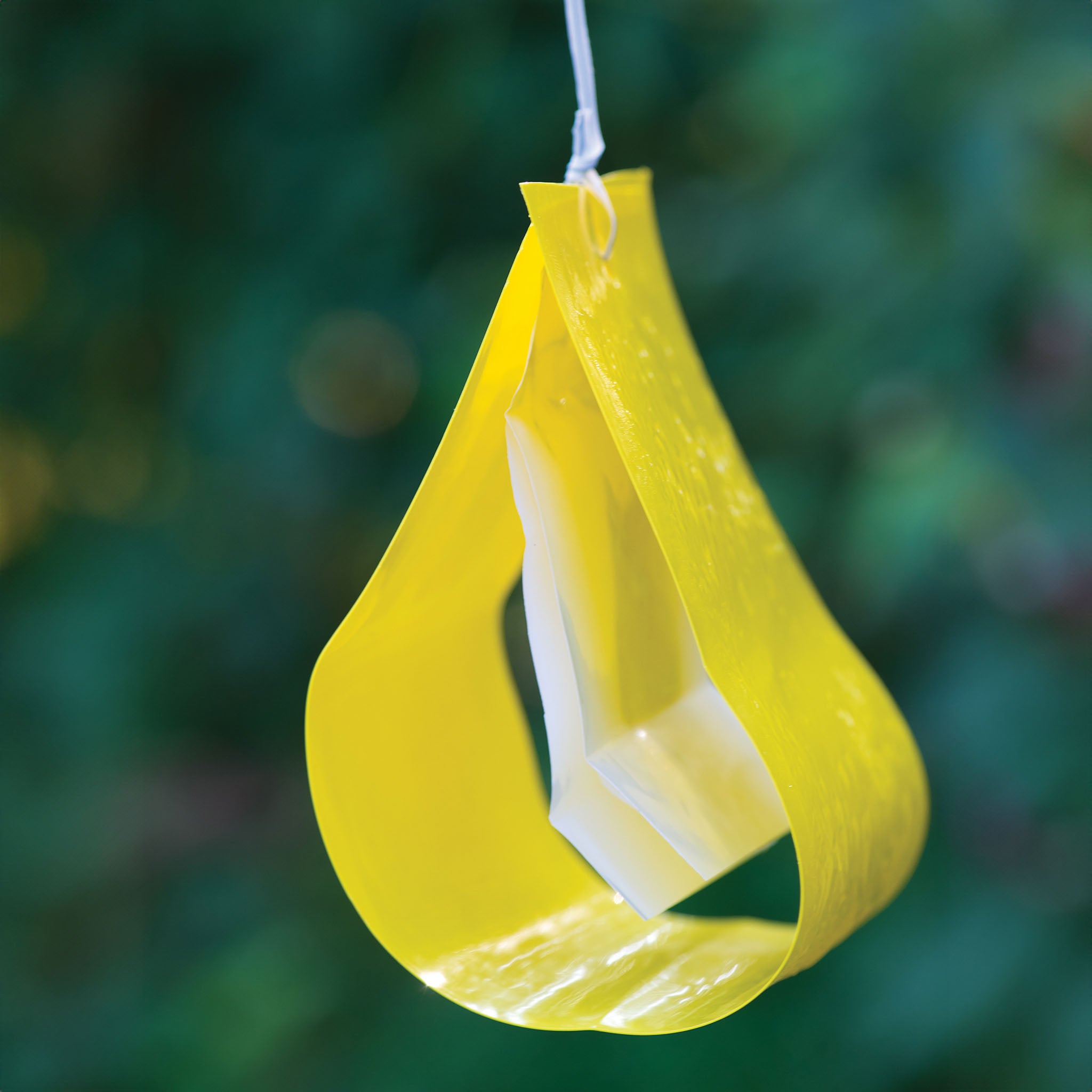 Cucumber Beetle Trap