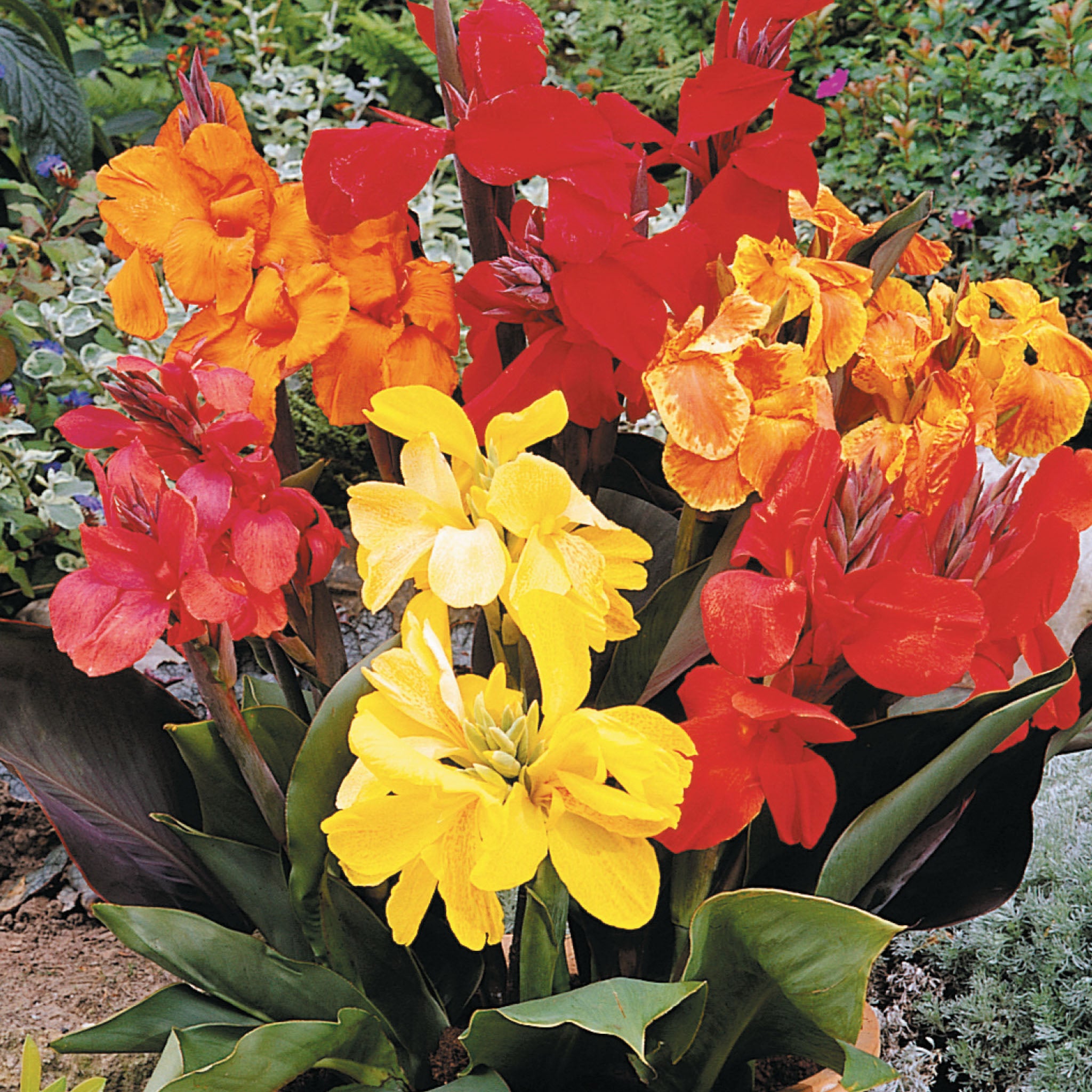 Dwarf Mixture Canna Bulbs