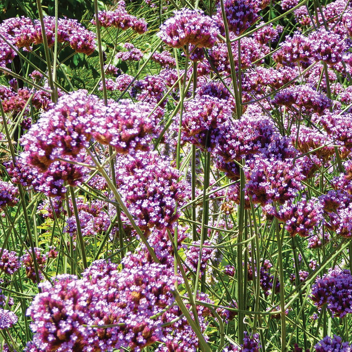 Bonariensis Verbena