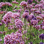 Bonariensis Verbena