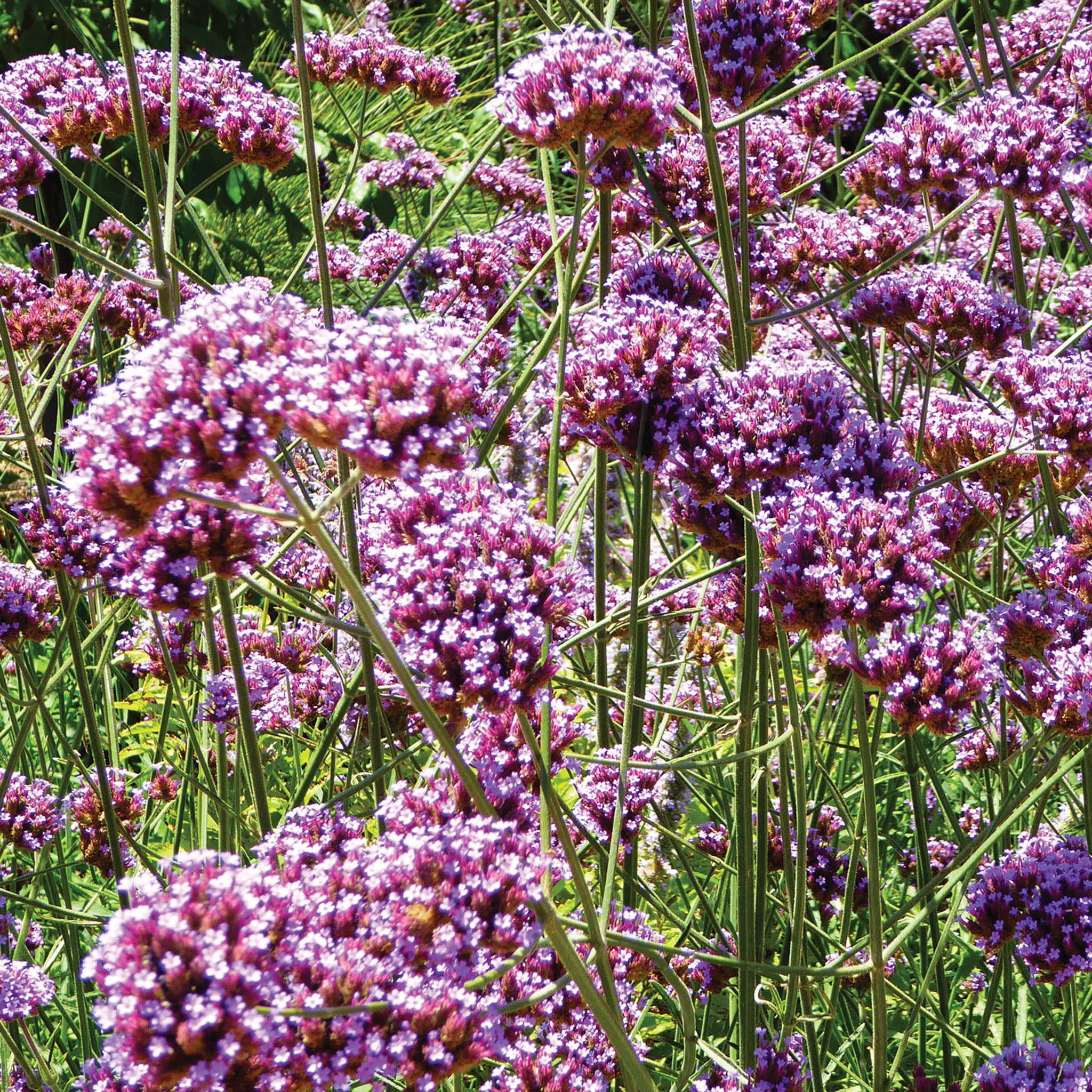 Bonariensis Verbena