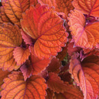 Inferno Coleus