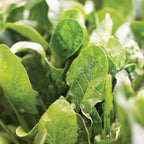 Riverside Spinach