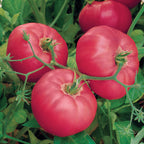 Brandy Boy Tomato
