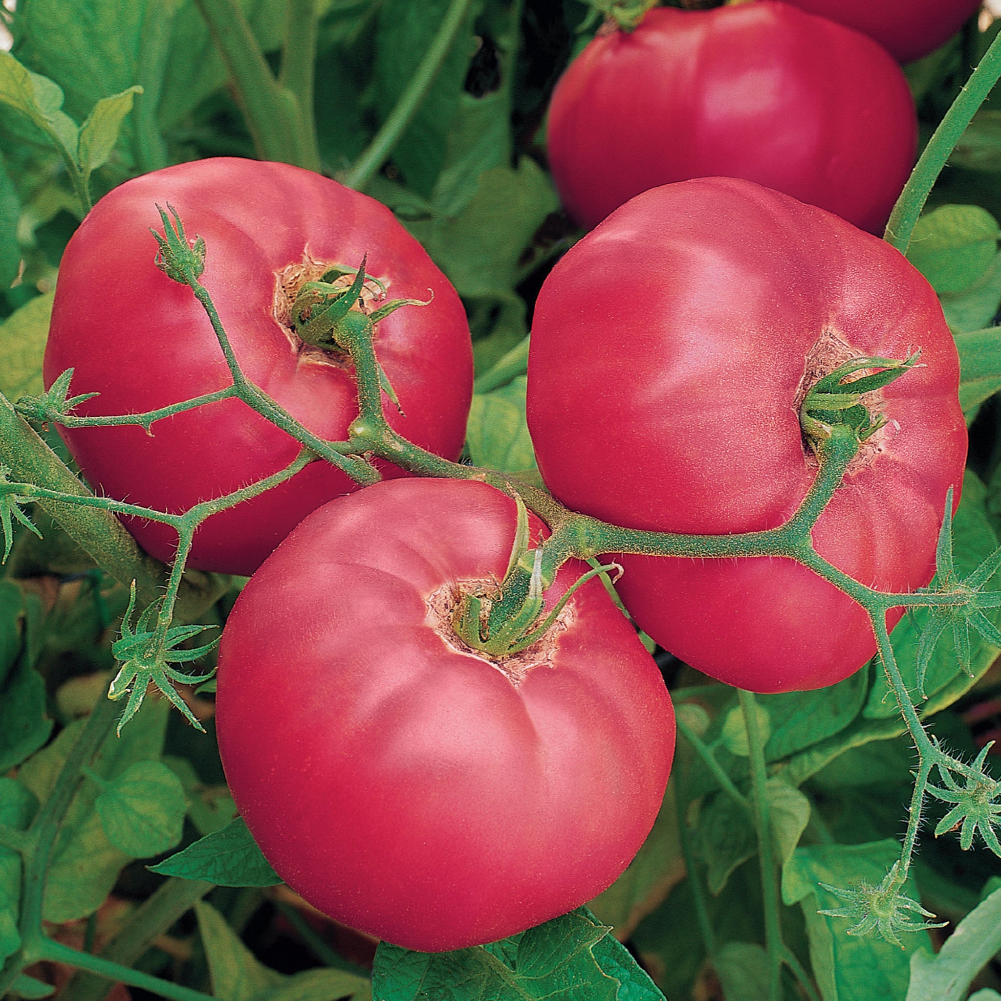 Brandy Boy Tomato