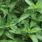 Sweet Basil
