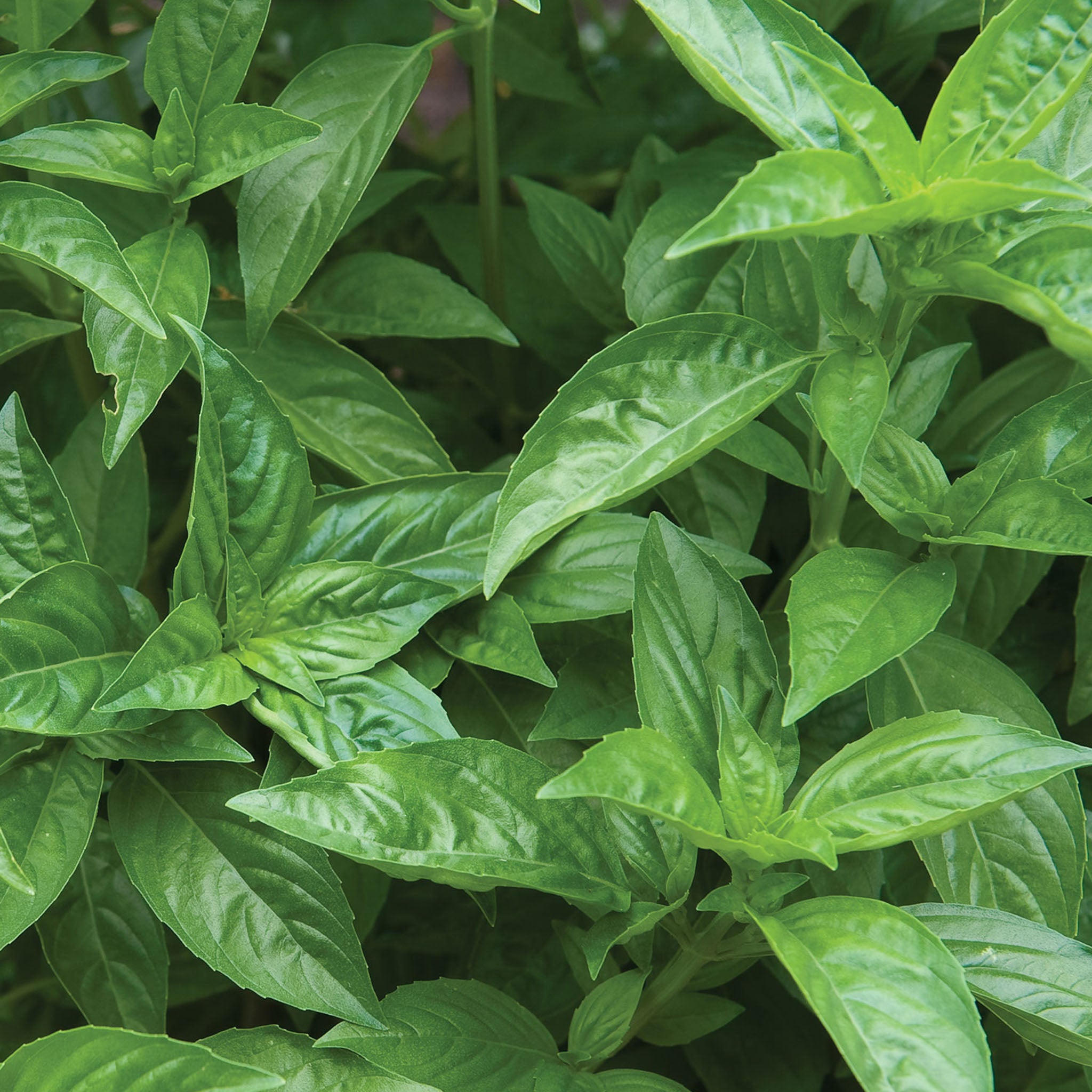 Sweet Basil