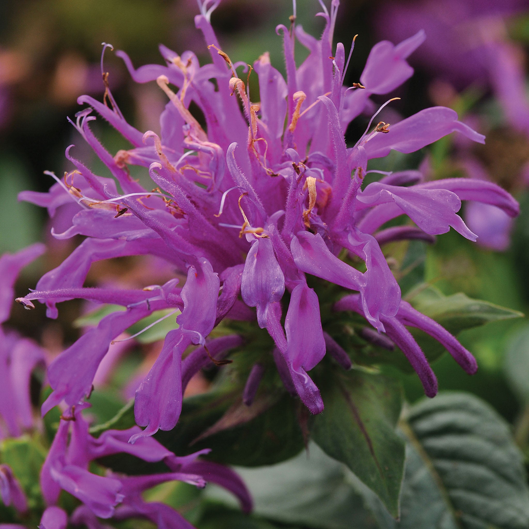 Balmy Lilac Monarda Didyma