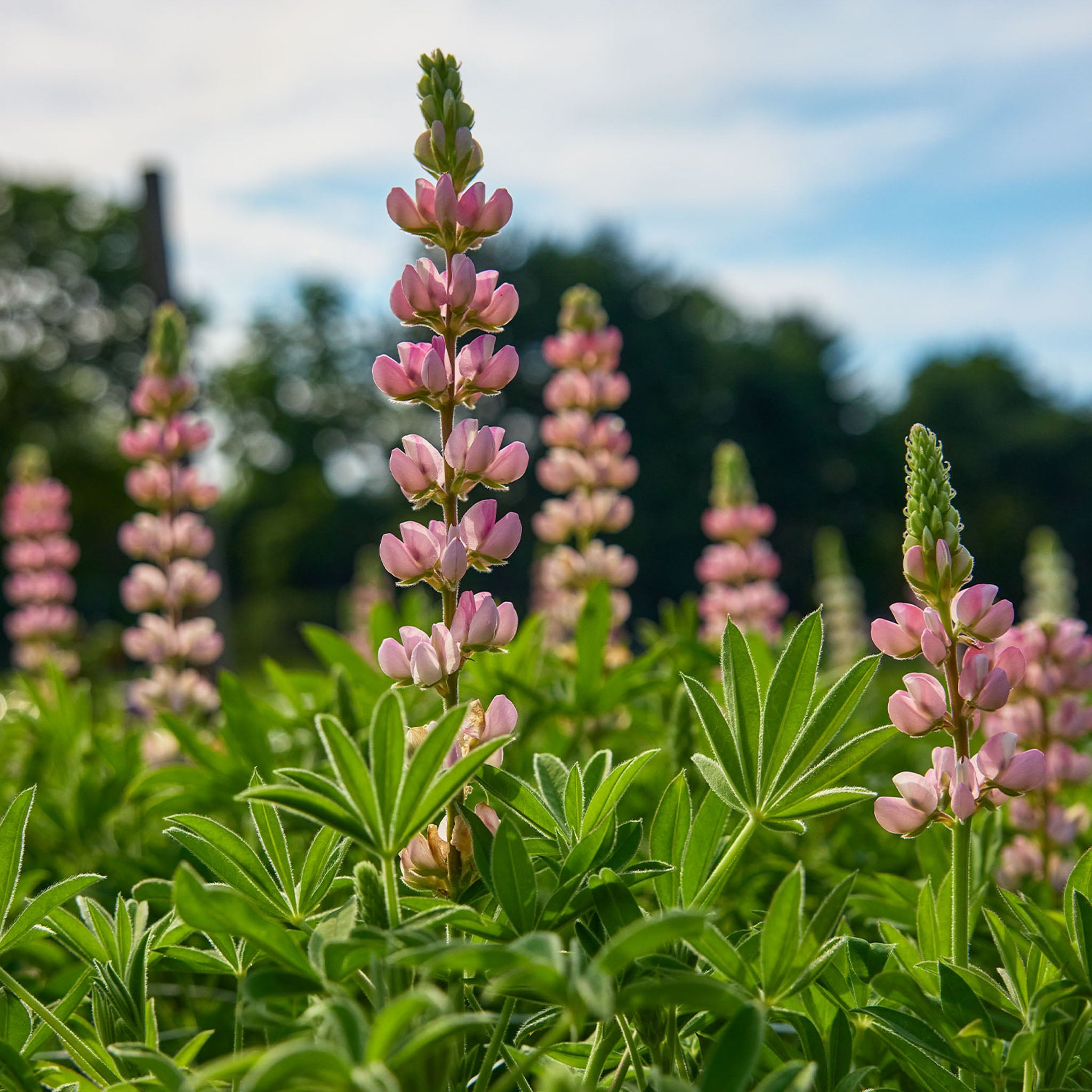 Pixie Pink Lupine