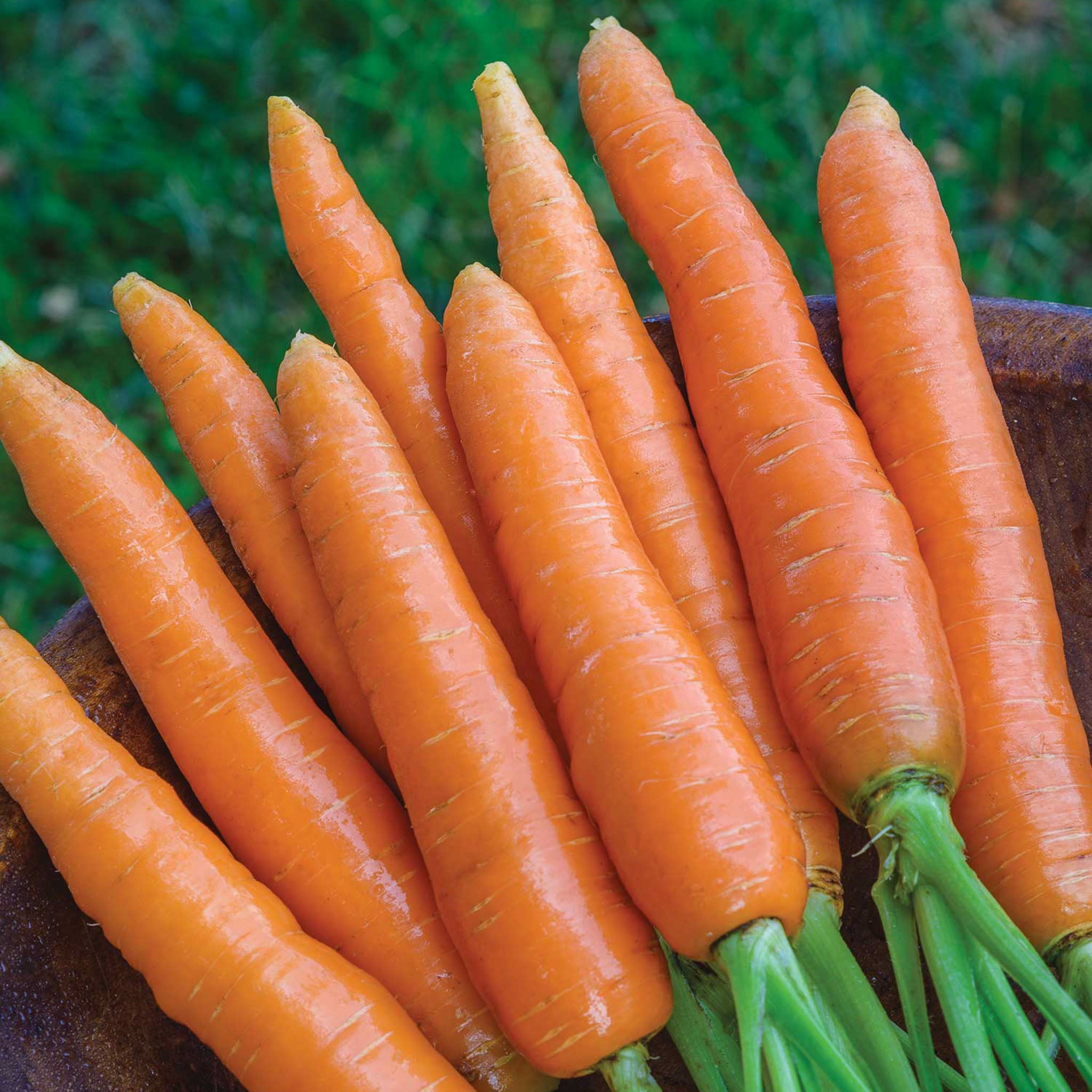 Nantes Half Long Carrot