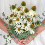 Marry Me Echinacea