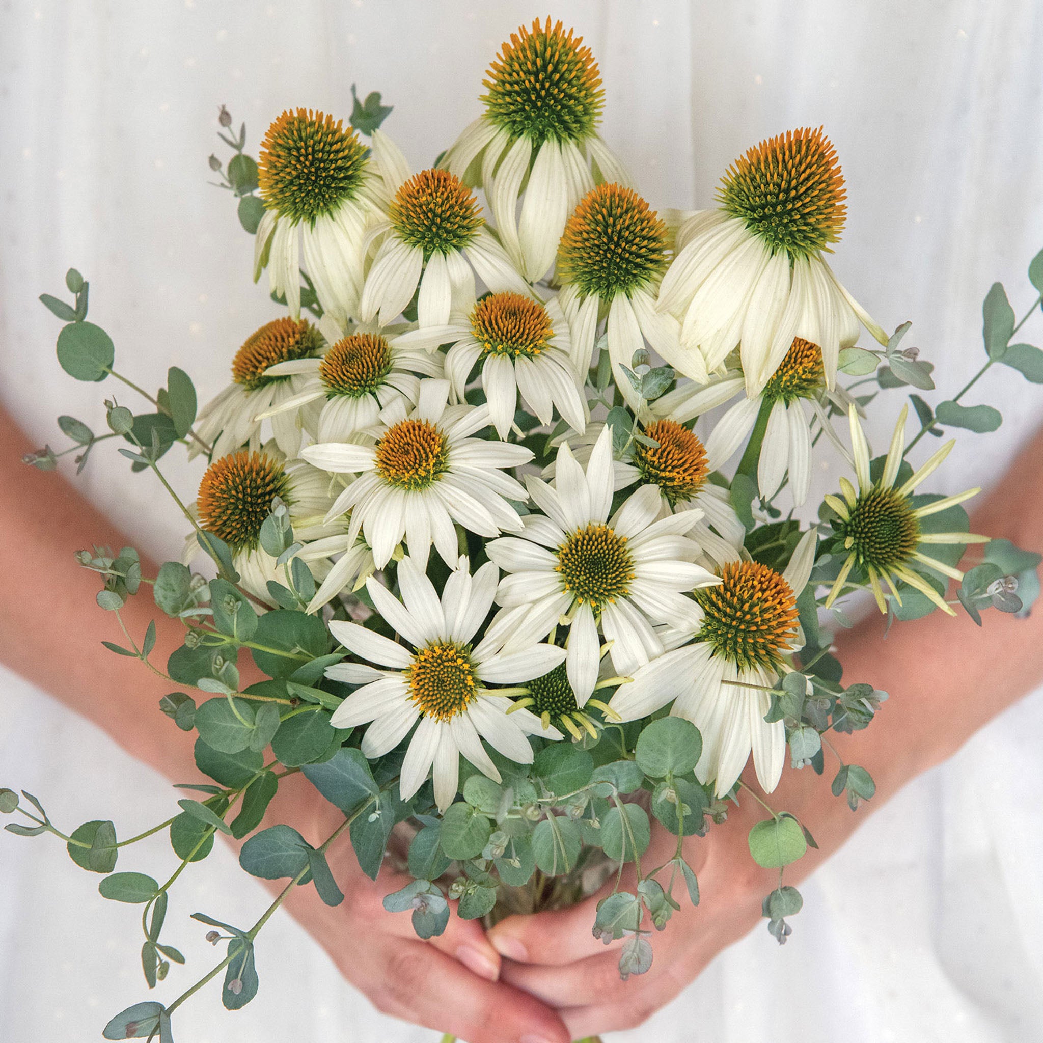 Marry Me Echinacea