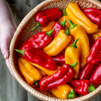 Nibbler Red Sweet Pepper