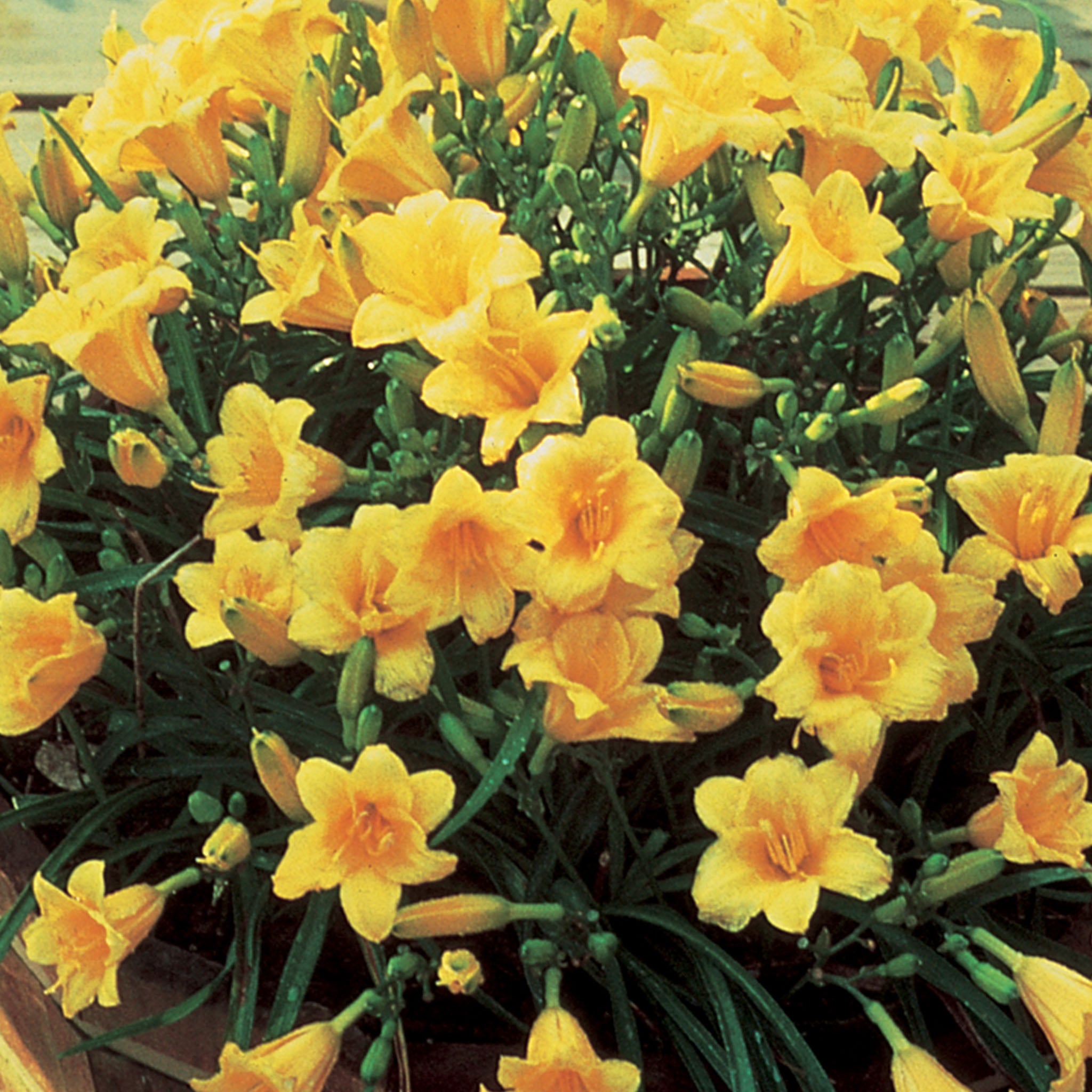 Stella de Oro Daylily Bare Roots