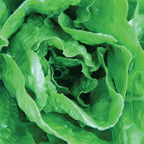 Vivian Lettuce