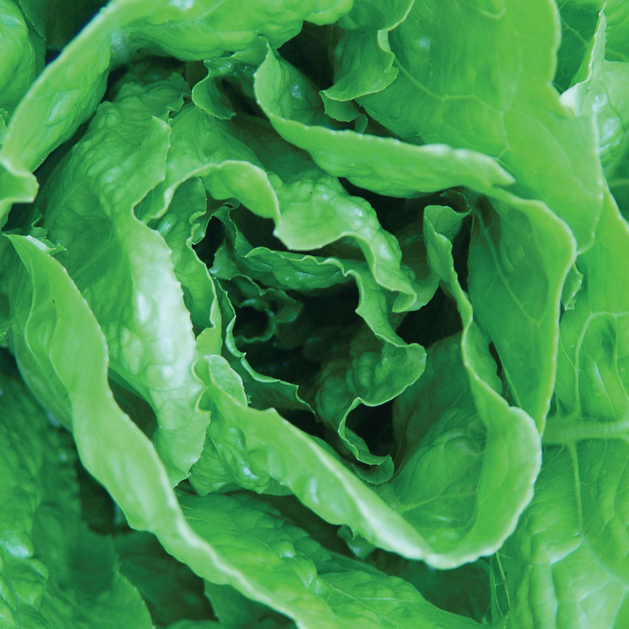 Vivian Lettuce