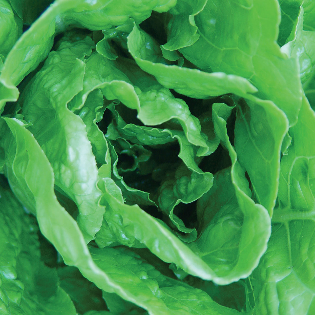 Vivian Lettuce