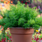 FuzzyFern Frizz Asparagus Fern