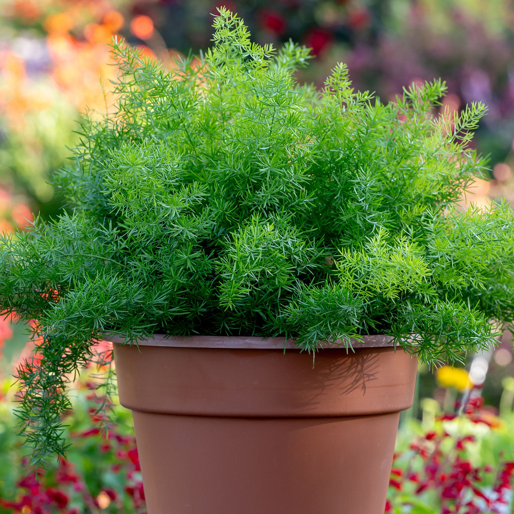 FuzzyFern Frizz Asparagus Fern