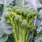 Montebello Sprouting Broccoli