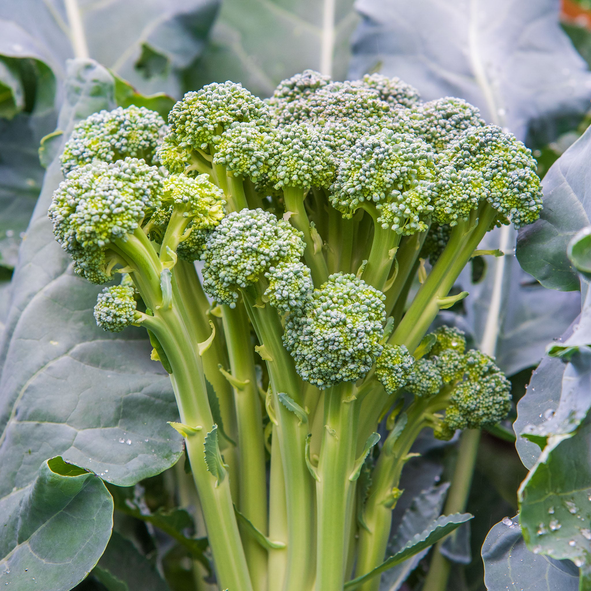 Montebello Sprouting Broccoli